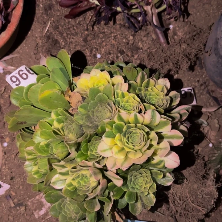 966七彩多肉植物不售后