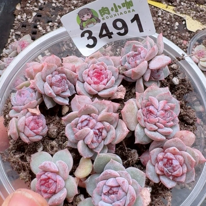 多肉植物多肉植物