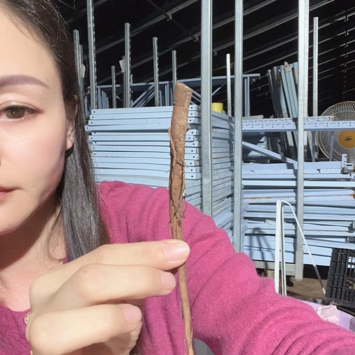 当前无花栽培后可以开花罗马金币根