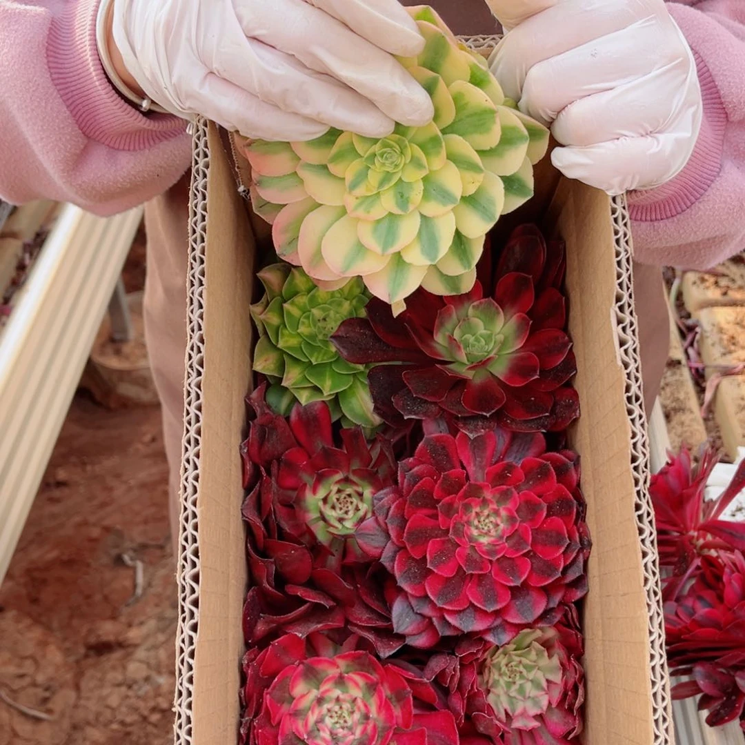 套餐6个组合量拍多肉法师
