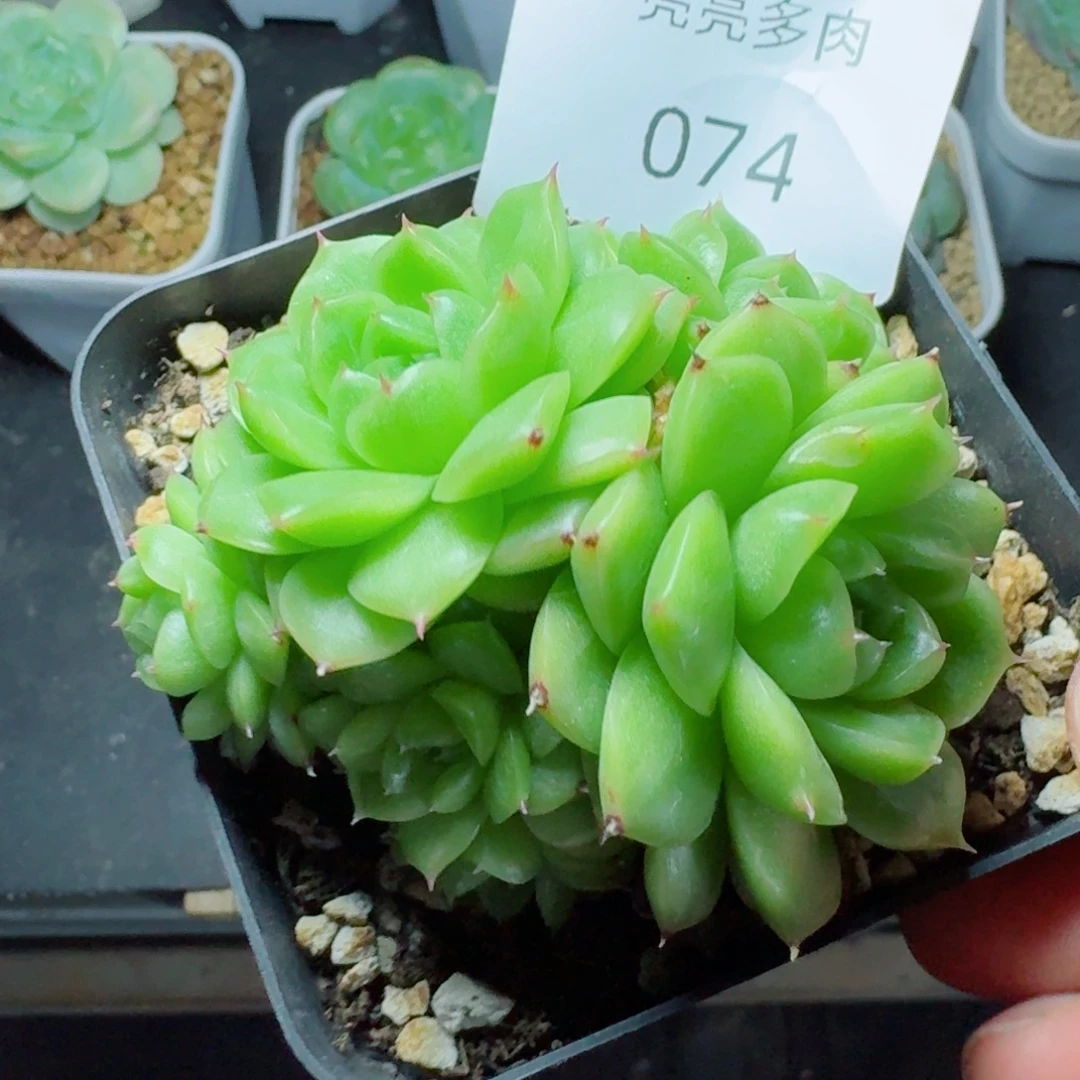 麦秆群生              多肉植物