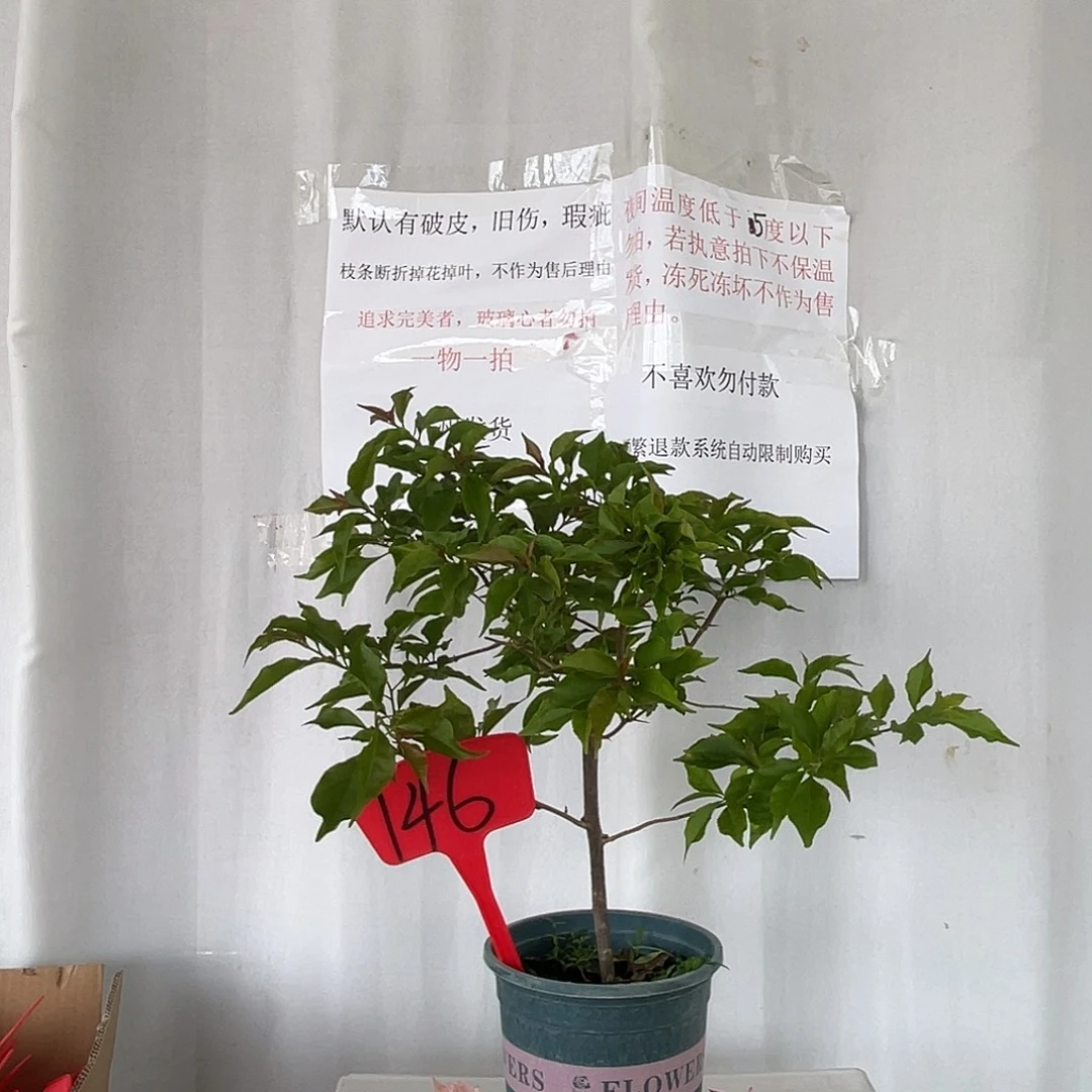 当前无花栽培后可以开花146热火桑巴