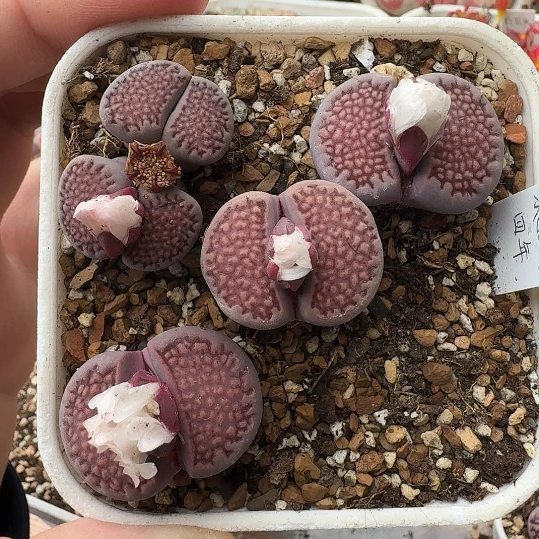 D310细纹紫巴里回交五年母本