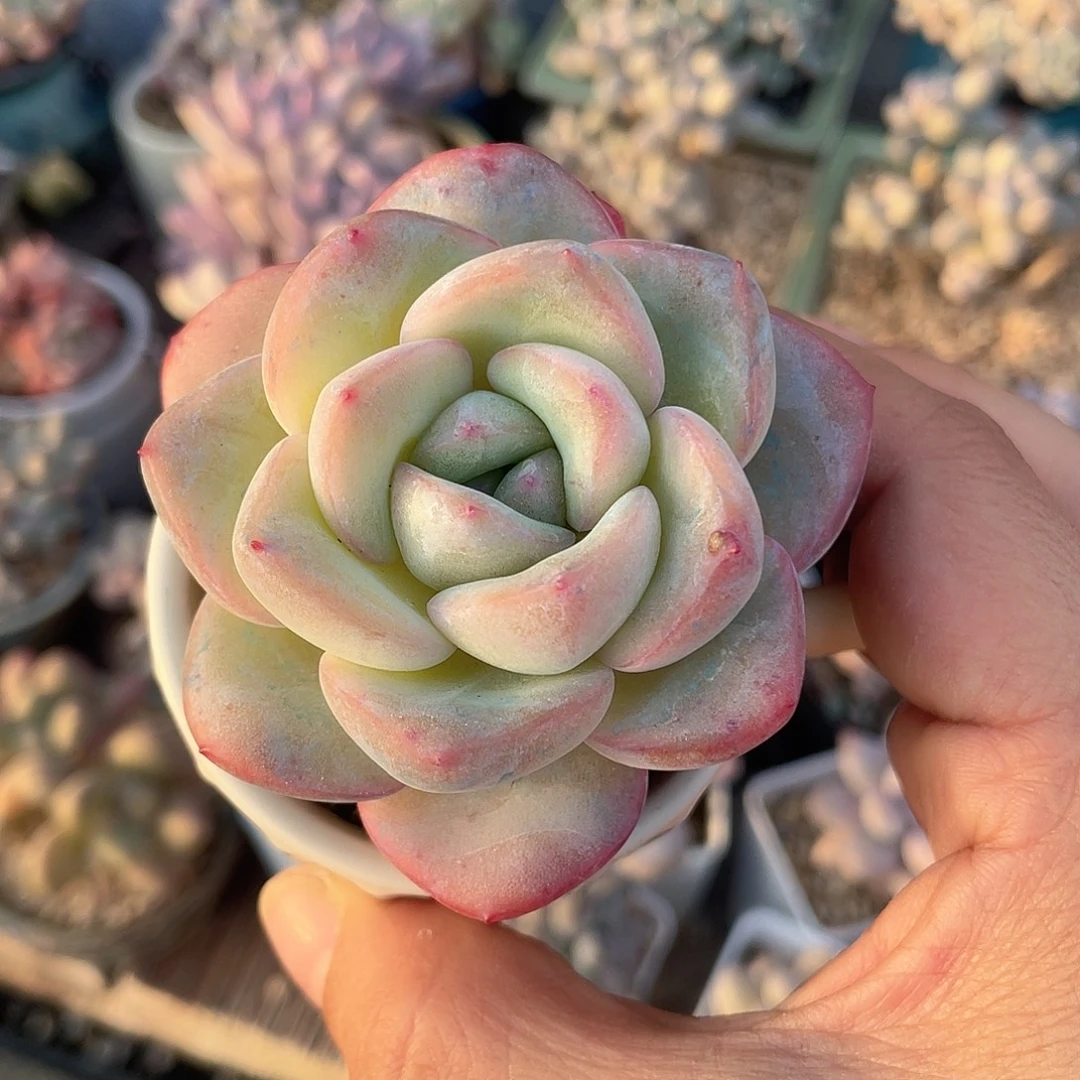 带盆发 6口盆 泡芙
