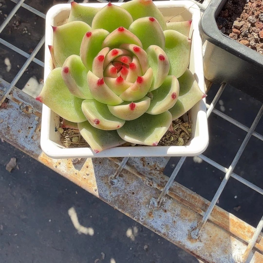 蓝龙多肉植物精品