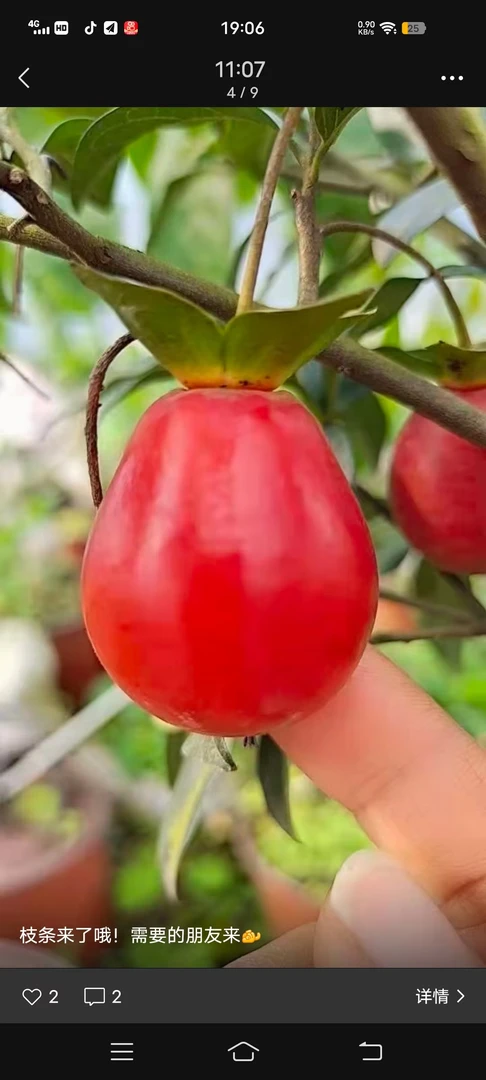 金弹子嫁接鸡蛋血红10刀18芽