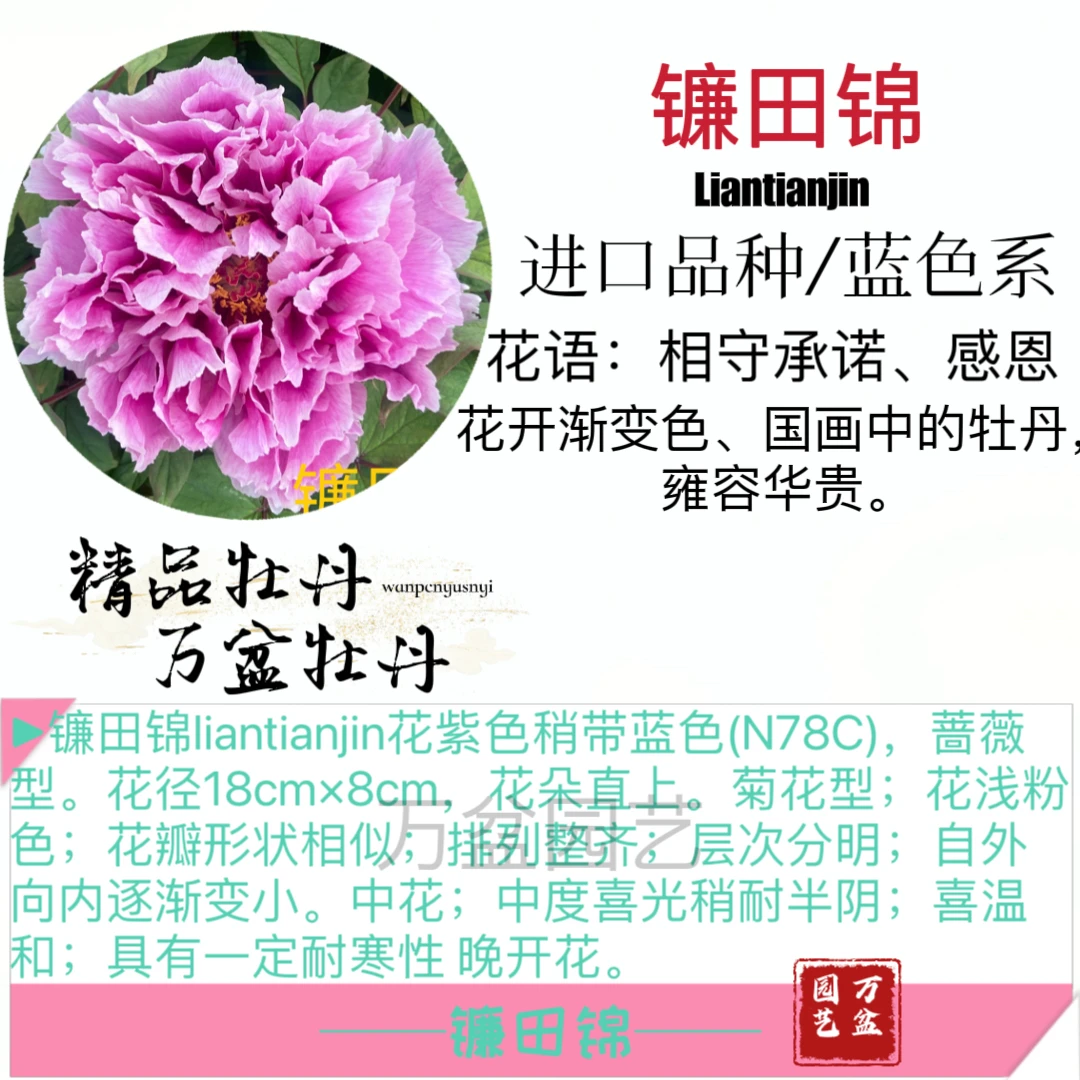 洛阳牡丹进口品种镰田锦-花色特别，成花率高