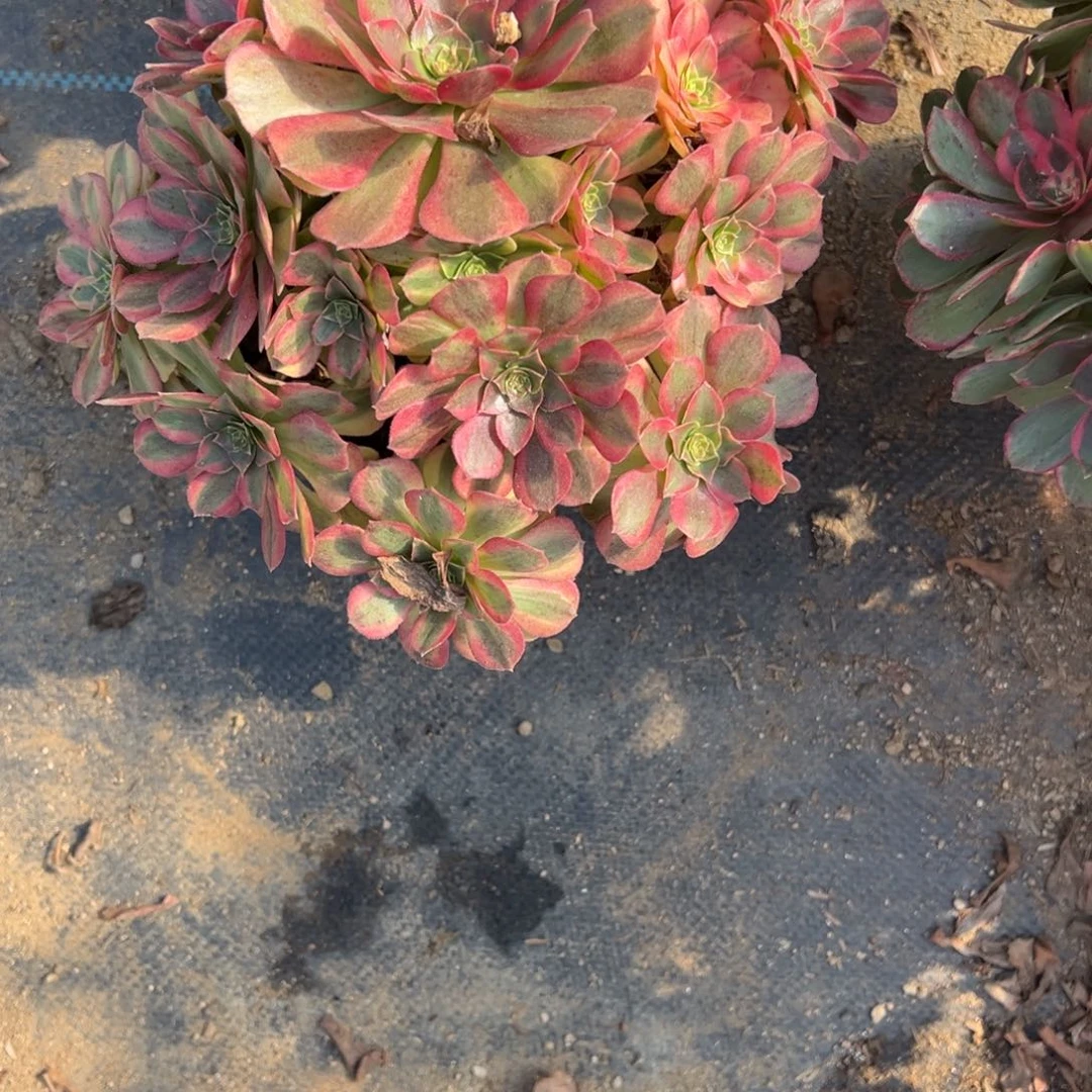 992雨荷多肉植物法师