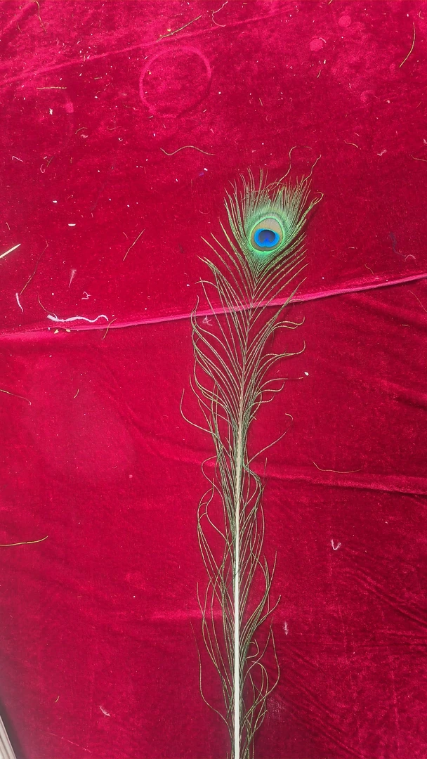 长度110-120厘米大眼4-6厘米孔雀羽毛20支