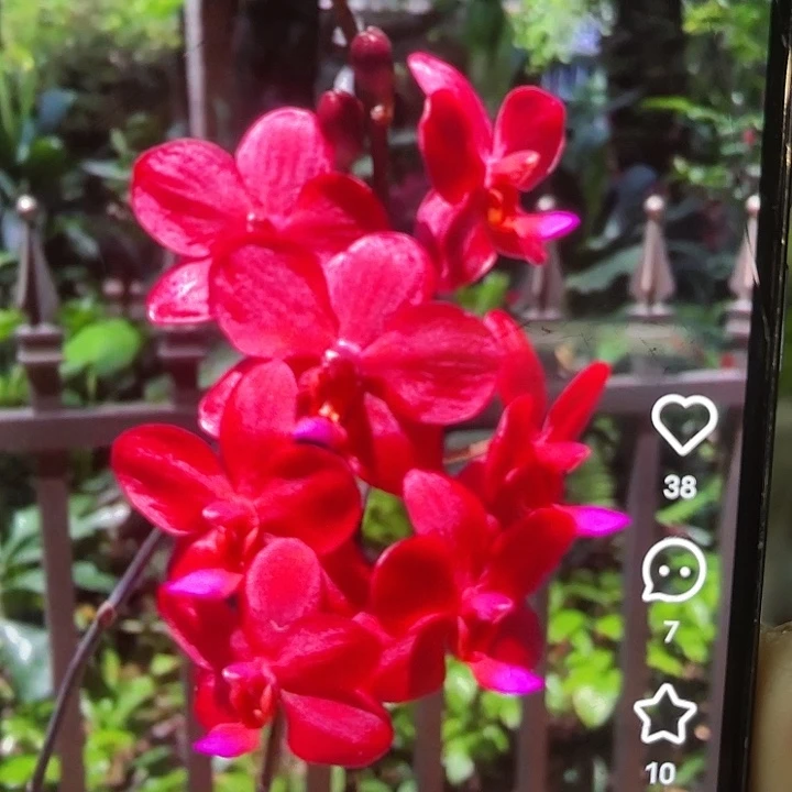 当前无花栽培后可以开花佛陀宝藏
