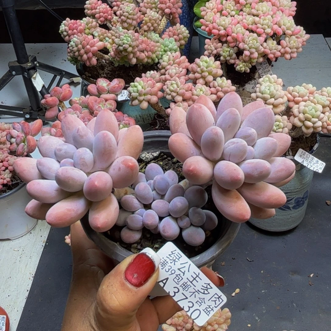 汤圆奶酪3730/10cm多肉