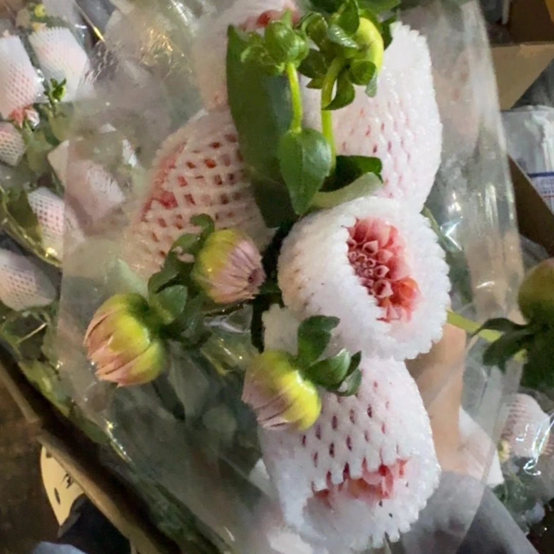 奶油桃子2扎包邮秒杀