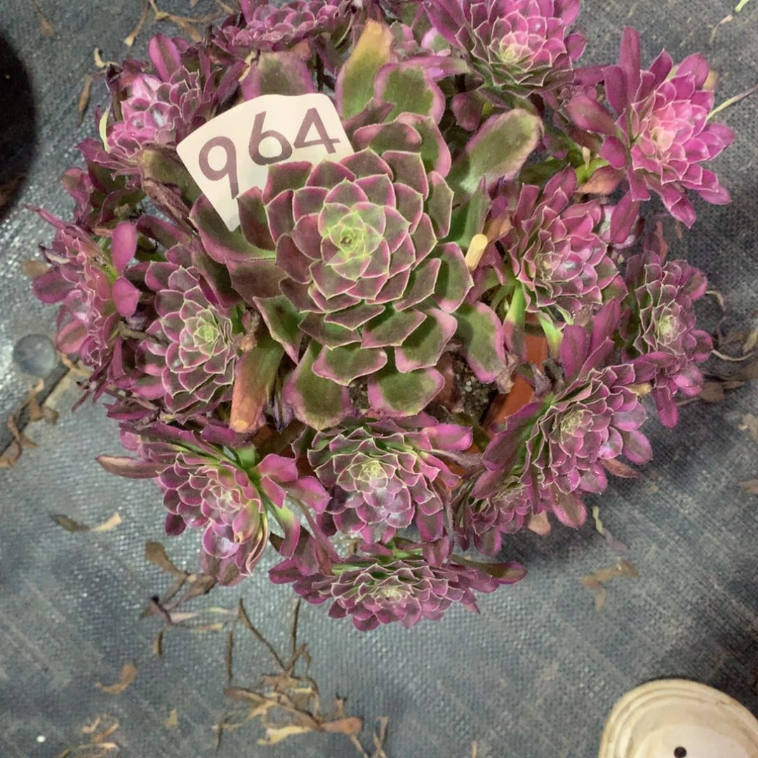 天河964法师多肉植物