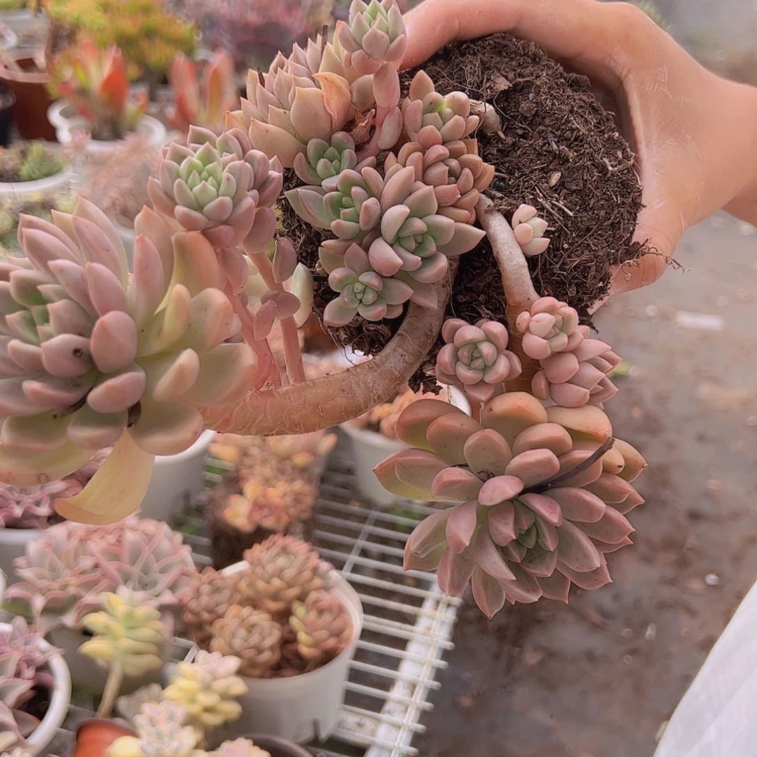 两盆油漆桶 多肉植物