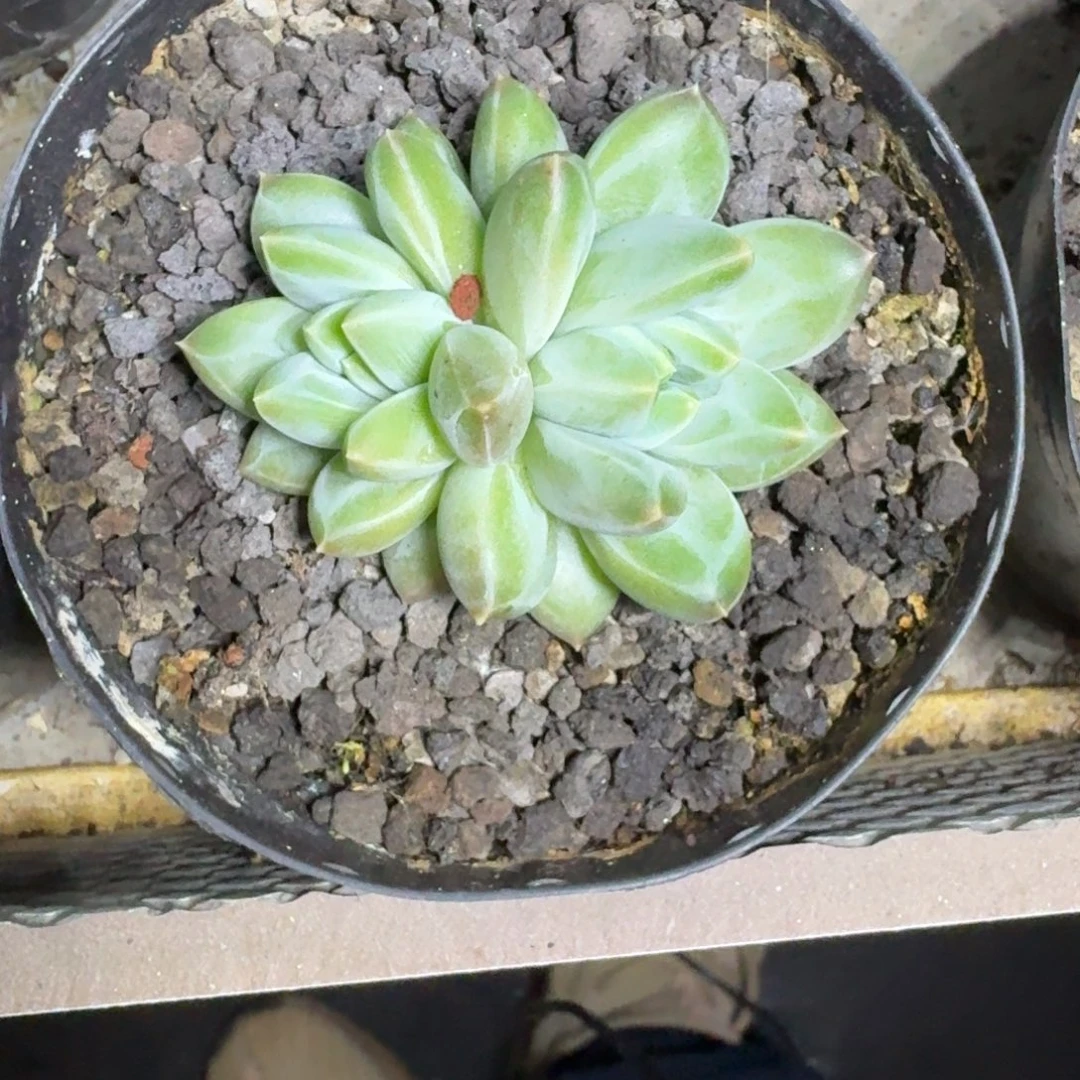 青花瓷 双头 一物一拍