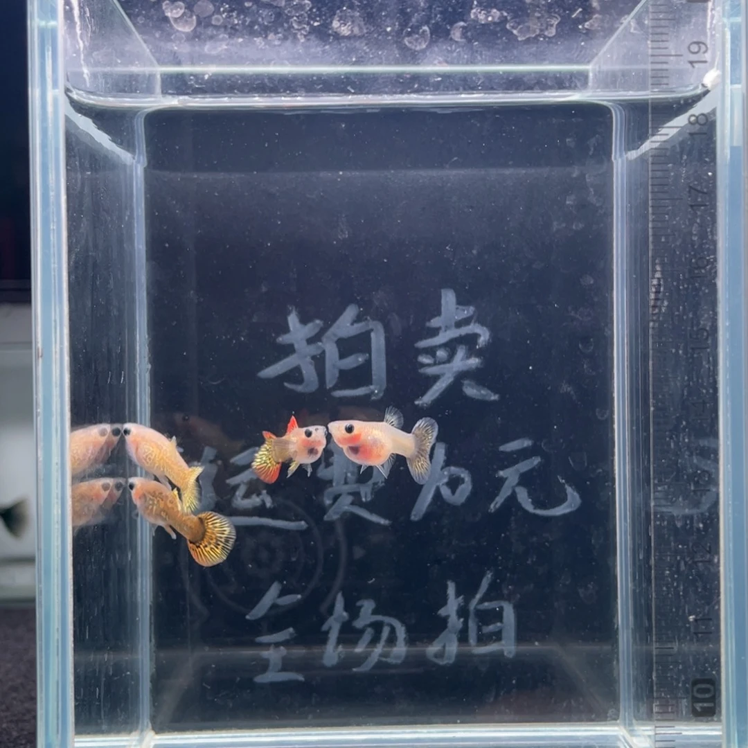 孔雀鱼越系黄老虎玻璃猫两对