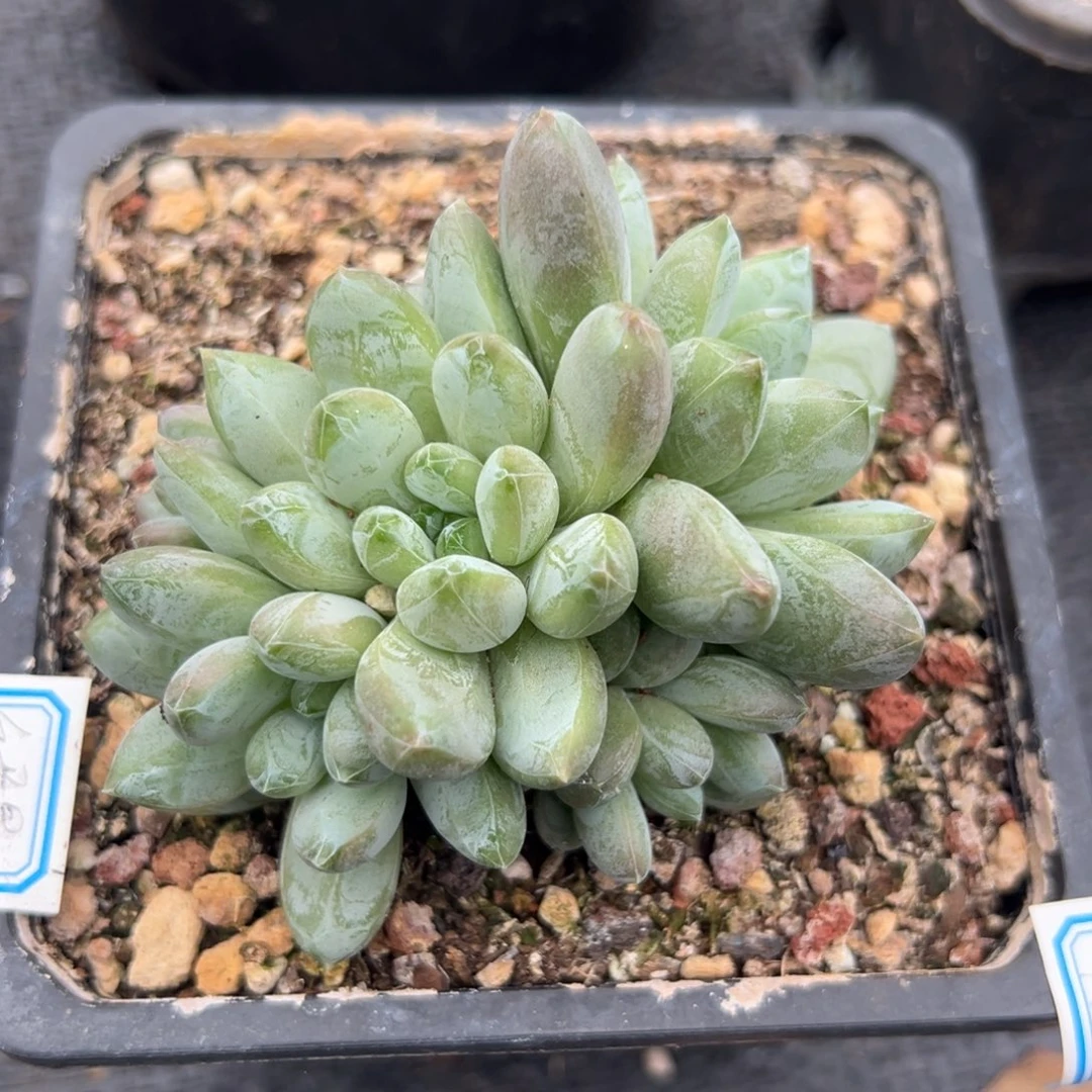 多肉植物绿星美人