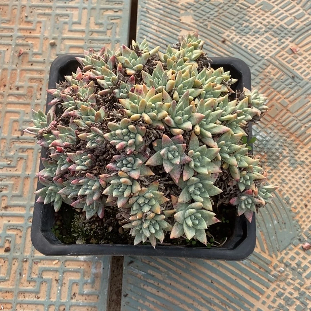 开播福利多肉植物