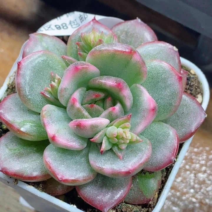 小*熊438艾格尼丝玫瑰锦 小方花圃一物一拍