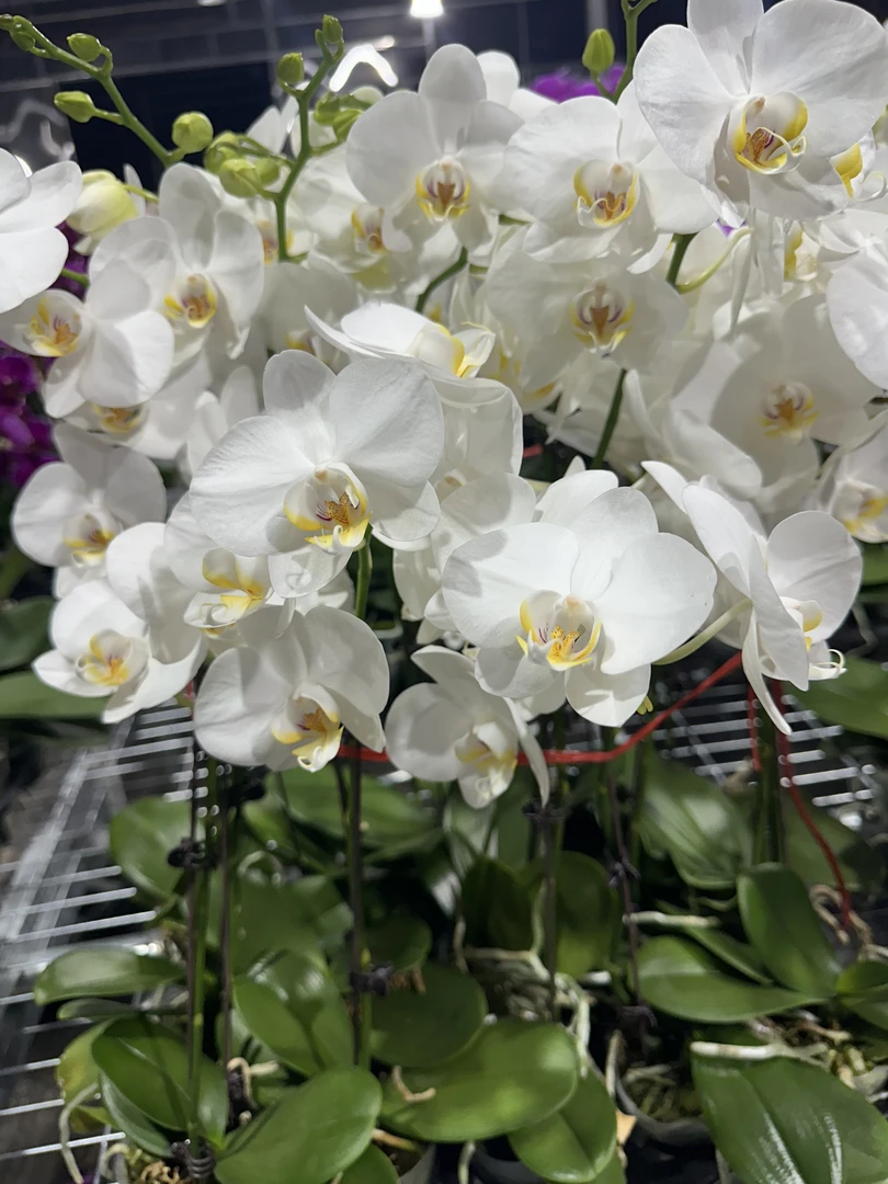 予兰花卉（多佛）全花3.0寸杯发货