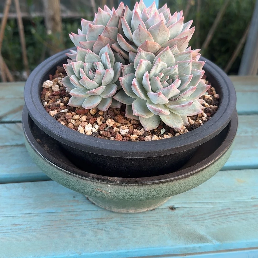 一物一拍多肉（粉蓝鸟带盆）