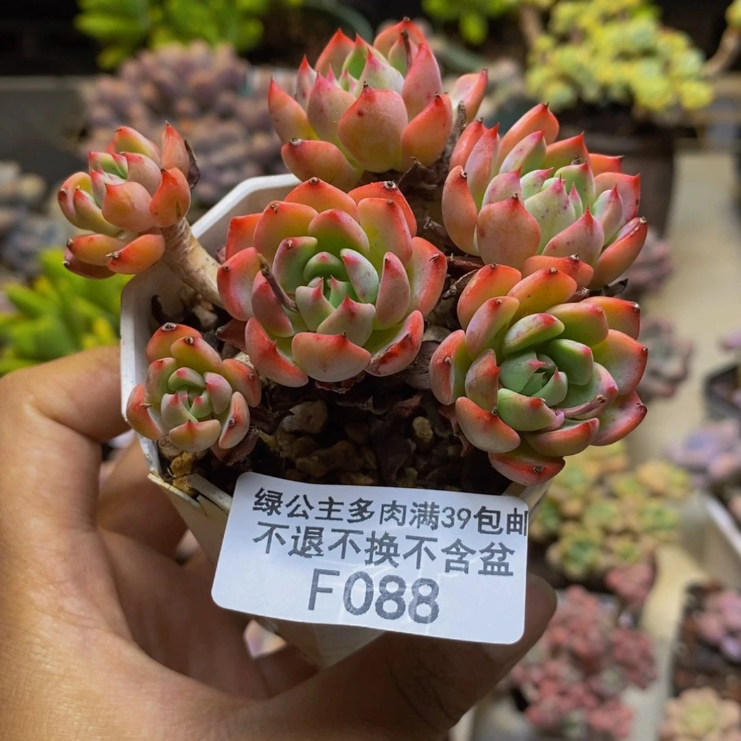088苯巴蒂斯多肉7cm