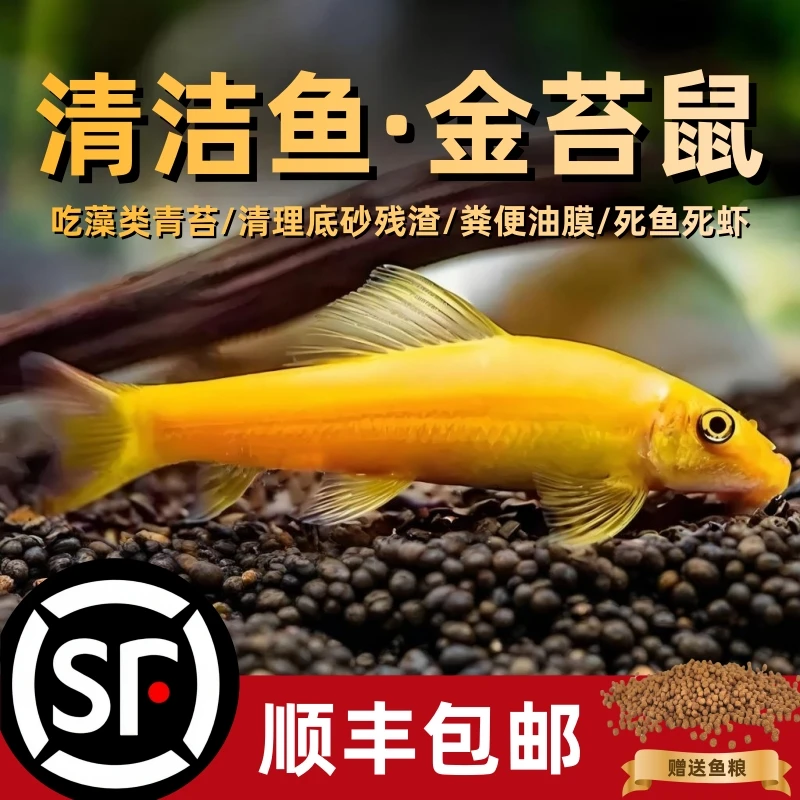 金苔鼠清苔鼠热带观赏鱼清道夫鼠鱼鱼缸除藻清洁鱼活体混养工具鱼