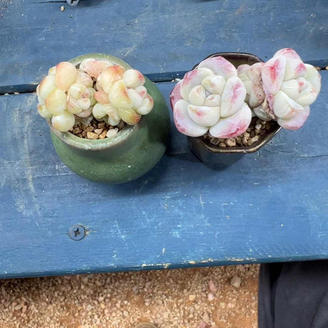 卓***卓冰玉两颗带盆土发