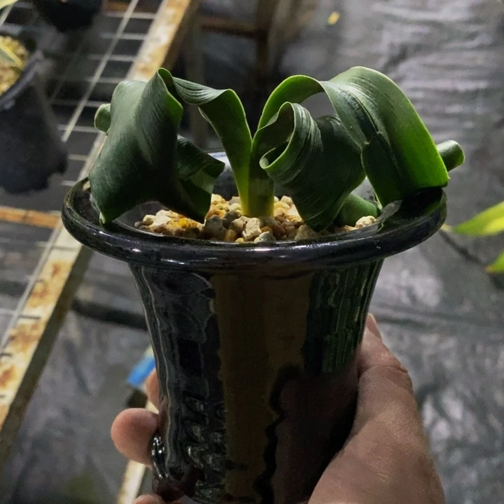 红陶S****Mc d f d d d