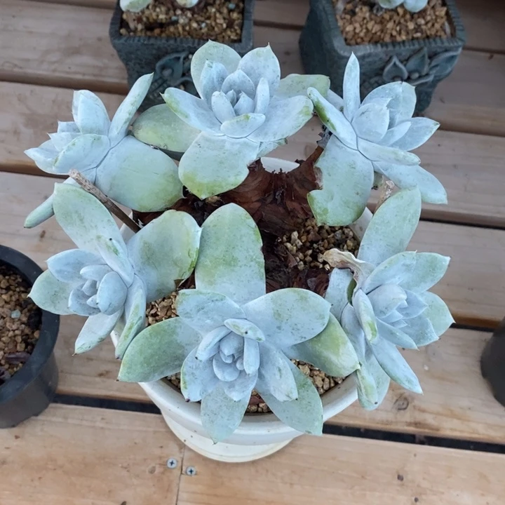春***妮仙女普芙杂寄养，春妮