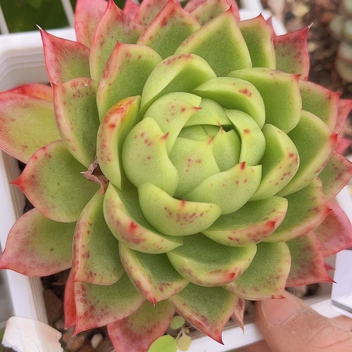 红女巫2580多肉植物