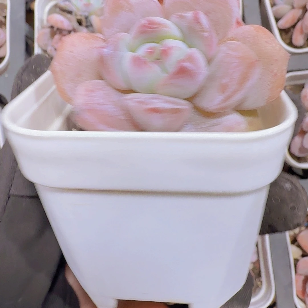 精品梦红杂多肉植物