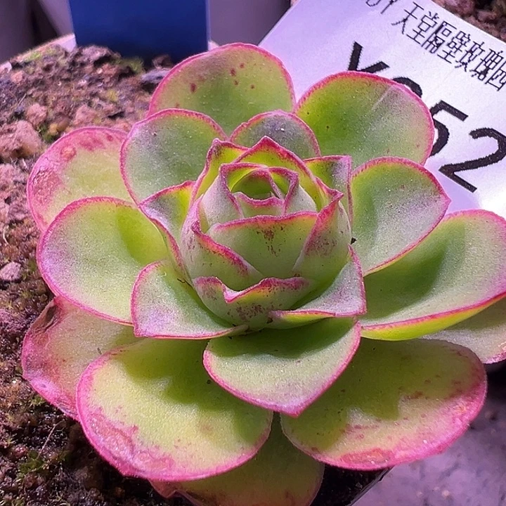 杨352 梅萦x各种 福利