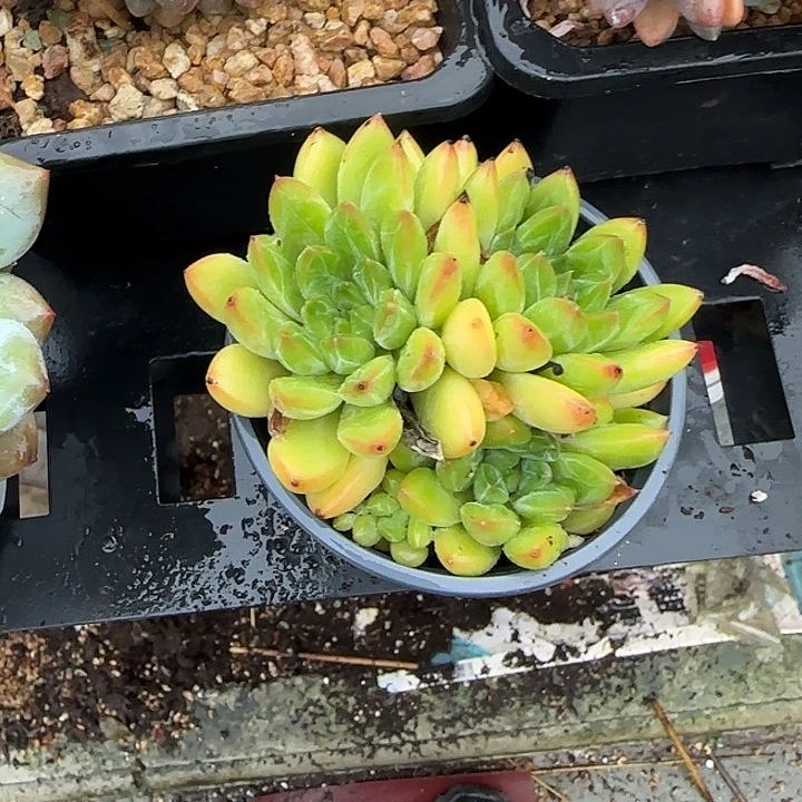 青蛙王子儿童牙膏11
