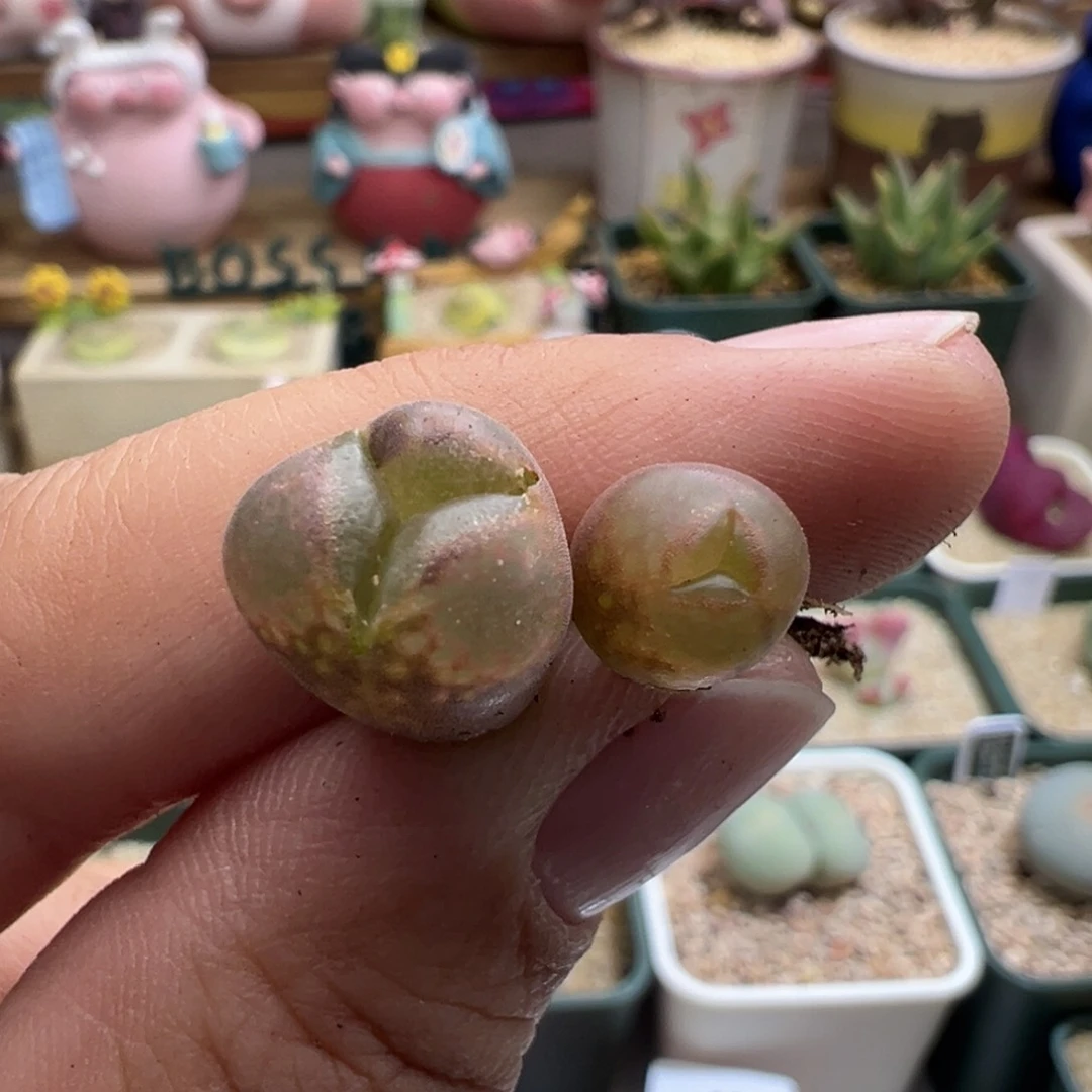 宸****妹465。C10杂。柏实多肉植物