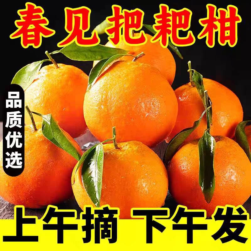 【春见耙耙柑】正宗四川春见耙耙柑晶莹剔透现摘现发产地直发