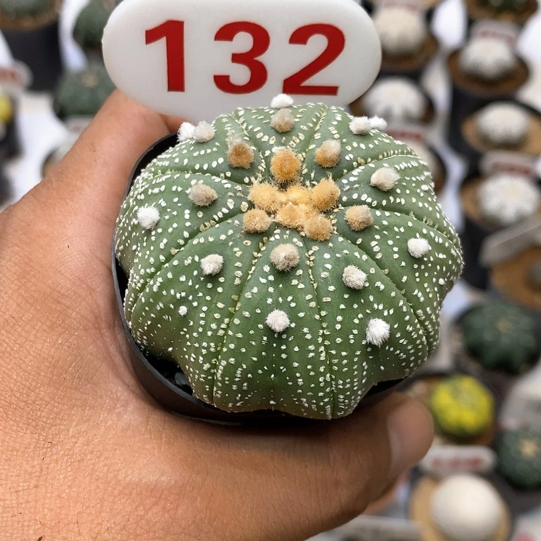 132福利特价咯九愣福利