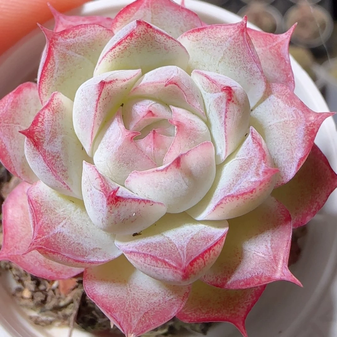 花语多肉1223-56女王