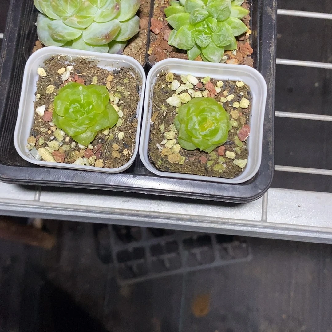 情***ジ两颗新品珍妮多肉植物