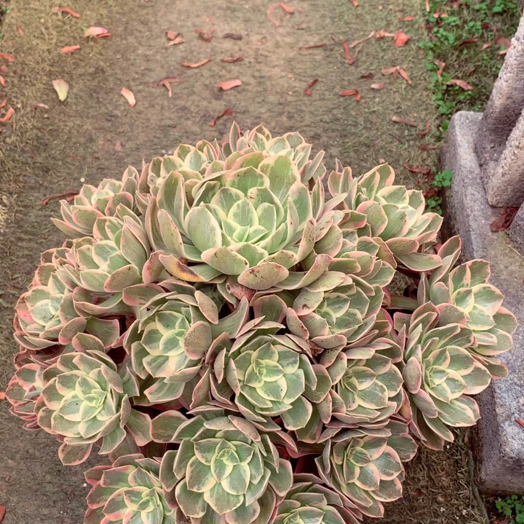 浣纱捧花，两颗包邮