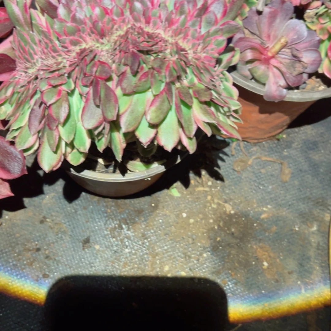 3003 号多肉法师植物新年福利