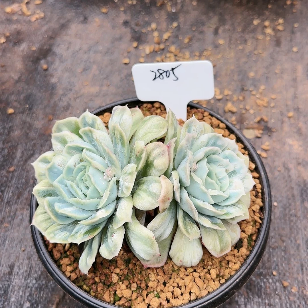 蔡**蔡2805号    70   肉