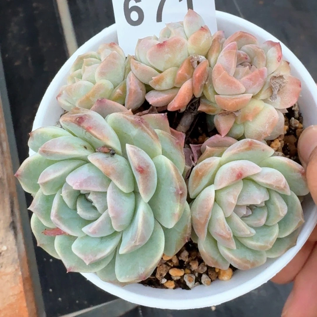 梦幻泡影         多肉植物