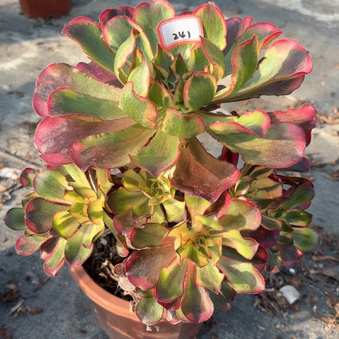 全部花朵?****241魅影多肉植物