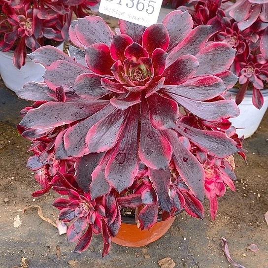 1365烟花多肉法师锦