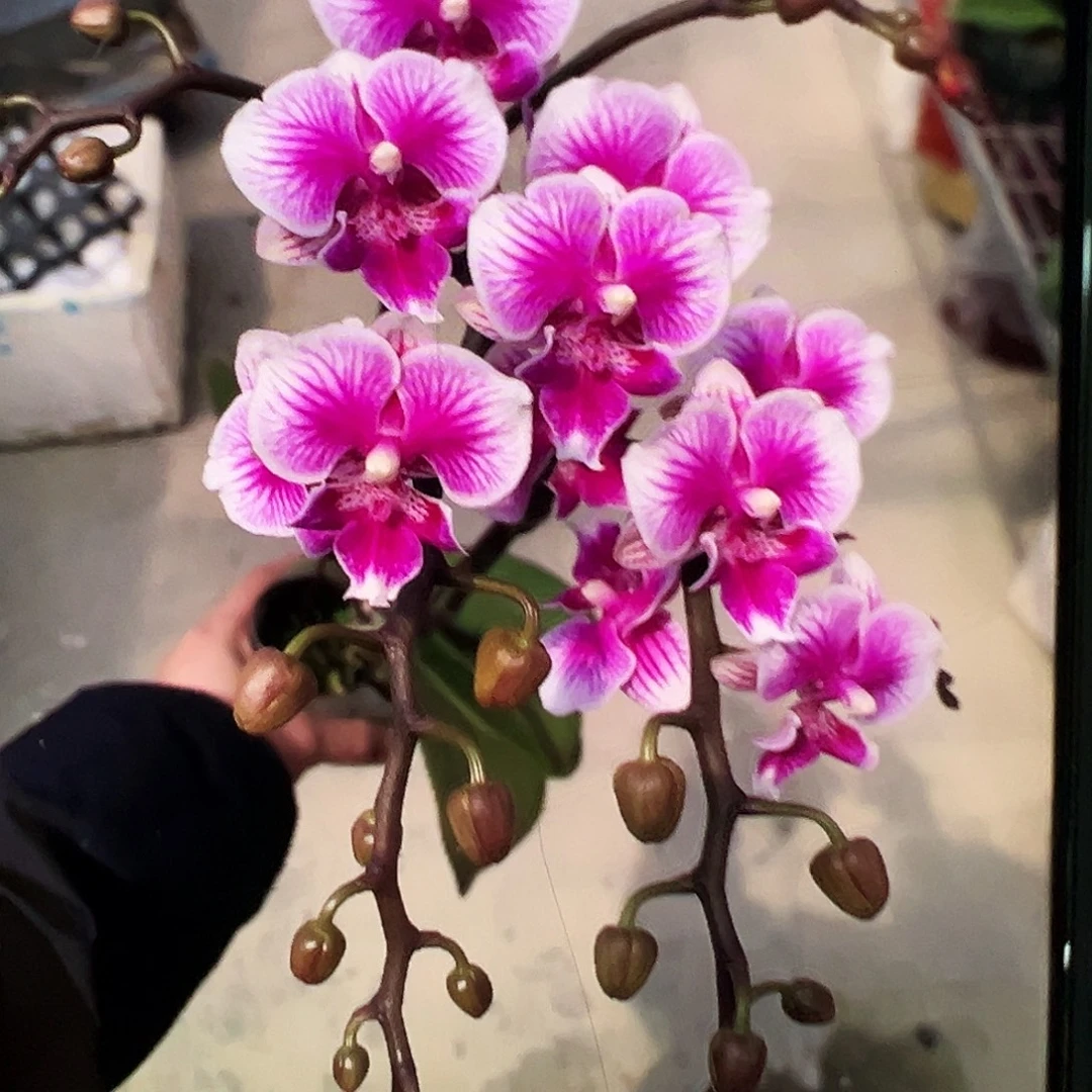 当前无花栽培后可以开花可爱多浮力请凑单一颗不发货