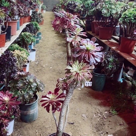 117嫁接老桩法师