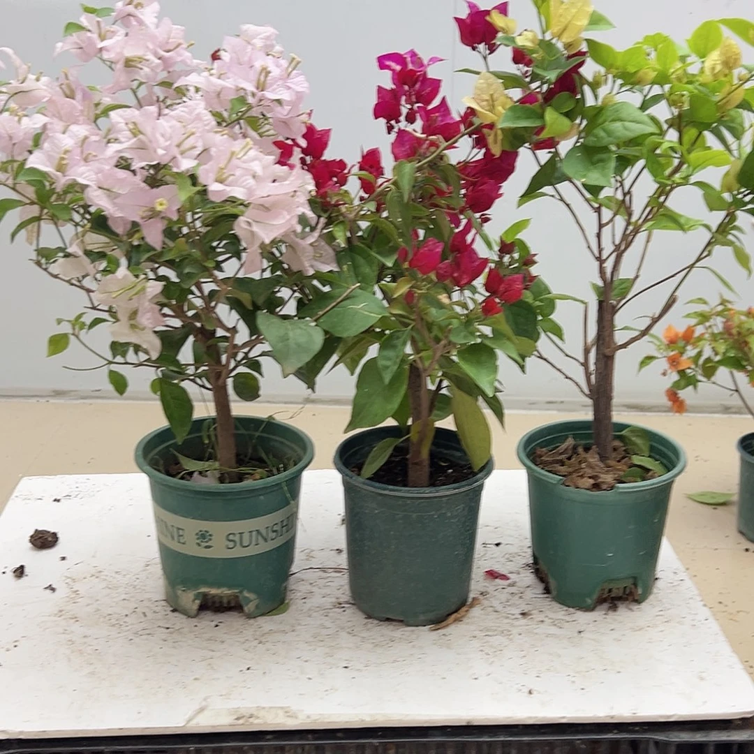大部分花苞少量开放苹果花，倾城，苏瓦娜