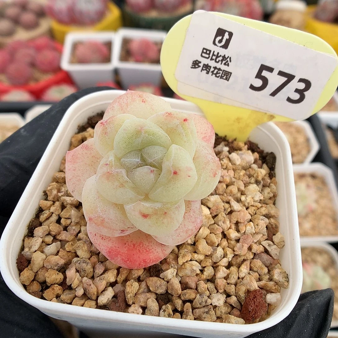 羊*咩573 冰玉石化多肉