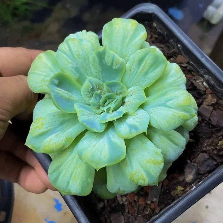 泡泡纱裙一物一拍